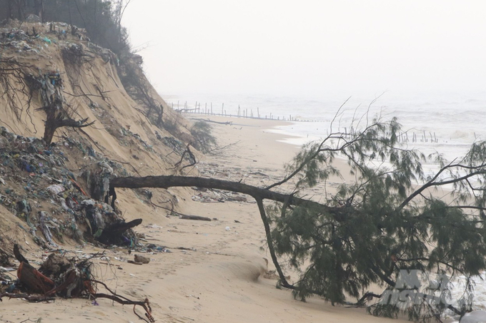 Tại xã Phú Thuận, huyện Phú Vang, biển xâm thực đã cuốn trôi hàng trăm khối lượng đất cát. Nhiều diện tích rừng dương phòng hộ được trồng để bảo vệ bờ biển cũng bị sóng đánh ngã và cuốn trôi.