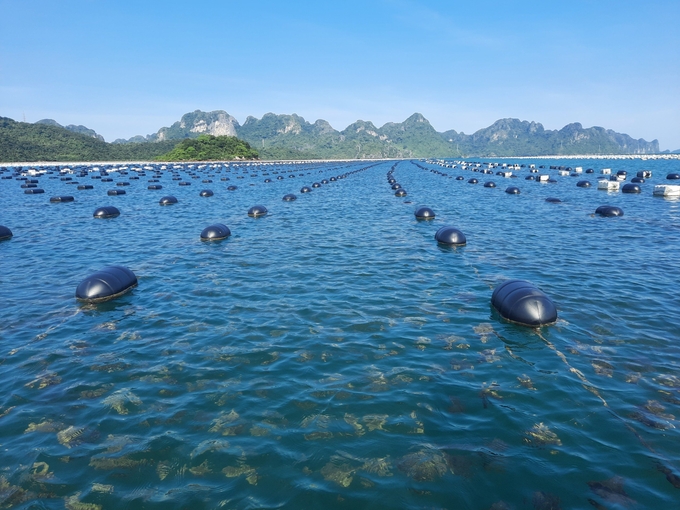 Van Don district possesses great potentials for aquaculture with at least 1,600 square kilometers of water surface area. Photo: Nguyen Thanh.