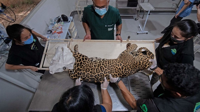 Researchers examine a jaguar in Brazil