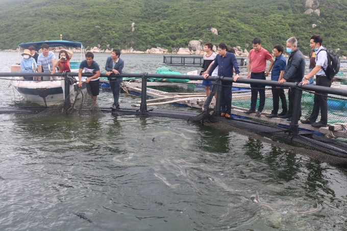 Mô hình nuôi cá bằng lồng tròn HDPE phù hợp quy mô nông hộ triển khai trên vịnh Vân Phong, tỉnh Khánh Hòa. Ảnh: KS.