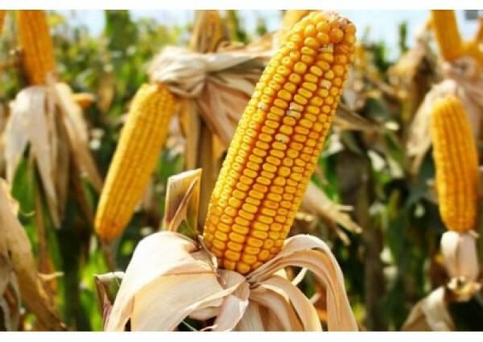 A study by the Nature Food journal found that GM maize improved yields by 8% on average while among GMO cotton-producing households, it reduced food insecurity by 15–20%.