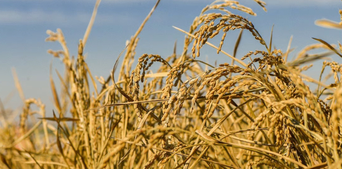  Giống lúa lưu niên có thể tiết giảm hơn 50% chi phí đầu vào sản xuất và đơn giản hóa việc quản lý cây trồng. Ảnh: Xinhua