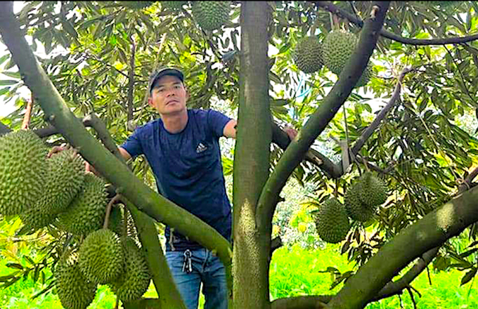 Hiện nay, vườn sầu riêng ở tỉnh Tiền Giang đang mang trái vụ nghịch, được giá nên bà con phấn khởi tích cực bảo vệ vườn cây. Ảnh: Minh Đảm.