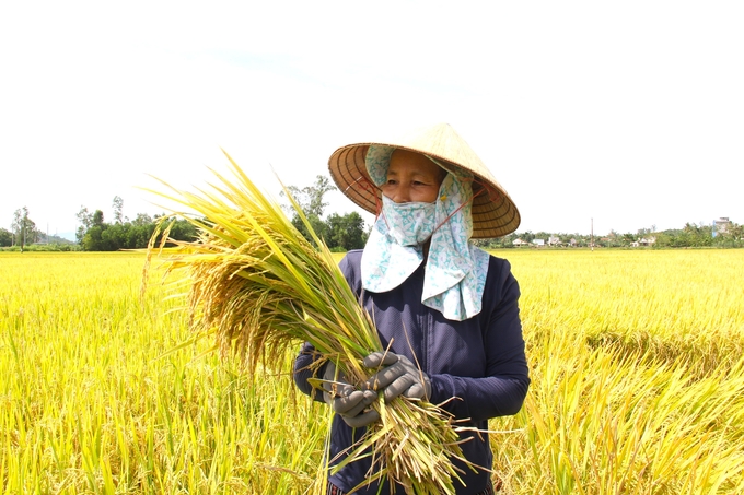 Những giống lúa của ThaiBinh Seed được bà con nông dân khu vực miền Trung và Tây nguyên đánh giá cao về năng suất, chất lượng. Ảnh: L.K.