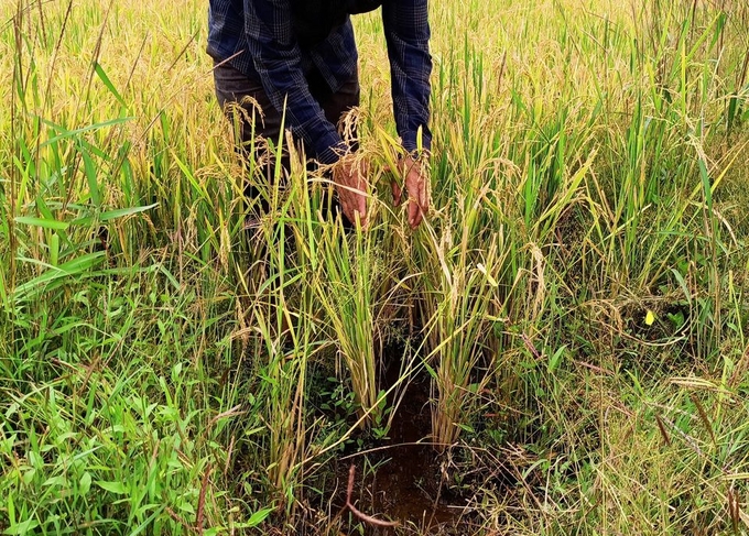 Ibrahim Shaikh, a farmer, shows rice plants that he says were damaged by excessive rains in his field at Kadadhe village in the western state of Maharashtra, India, October 17, 2022.