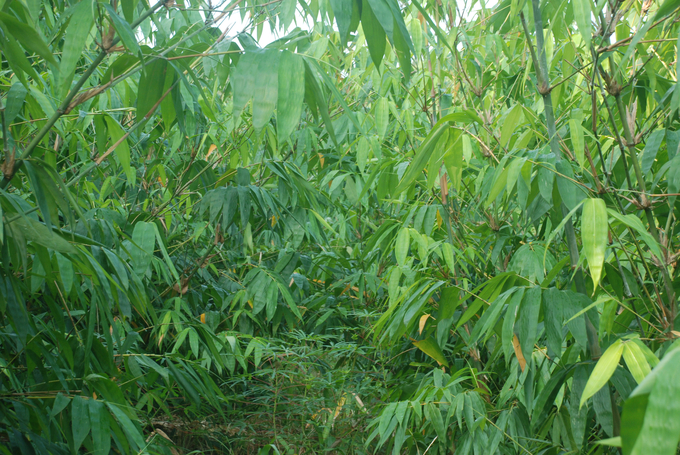 Vườn tre Bát Độ đang cho thu lá. Ảnh: Nguyễn Tuấn Anh.