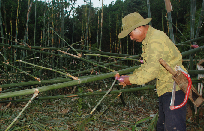 Anh Lê Quang Thành đang chiết cành tre bán giống cho người dân. Ảnh: Nguyễn Tuấn Anh.