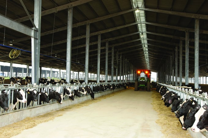 Rải thức ăn cho bò tại chuồng được thực hiện trên máy rải thức ăn hoàn chỉnh – TMR có màn hình điều khiển gắn hệ thống định vị kết nối với phần mềm 1-ONE.