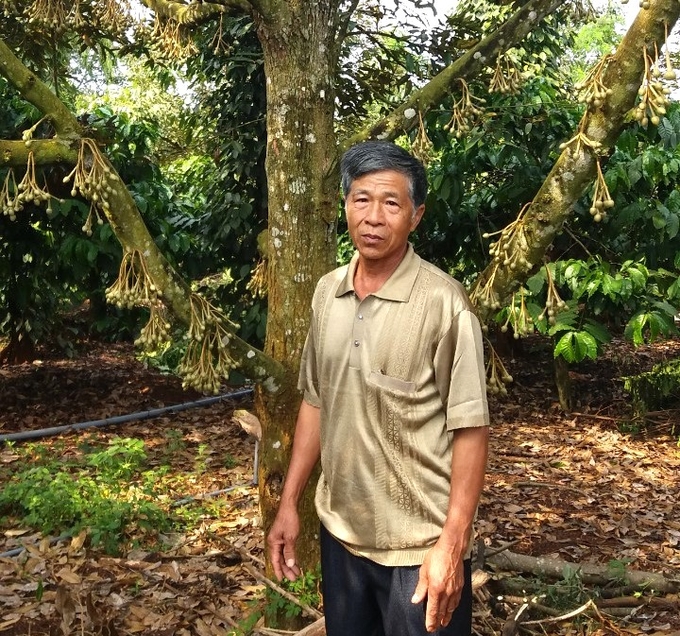 Mr. Lap standing next to his off-season durian trees.