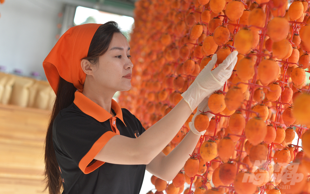Currently, the owner of Le Van wind-drying persimmon facility supplies hundreds of kilograms of wind-dried persimmons to the market every month.  "Every kg of product costs up to 500,000 VND, but we still don't have enough goods to meet customer demand," the owner of the establishment shared. 