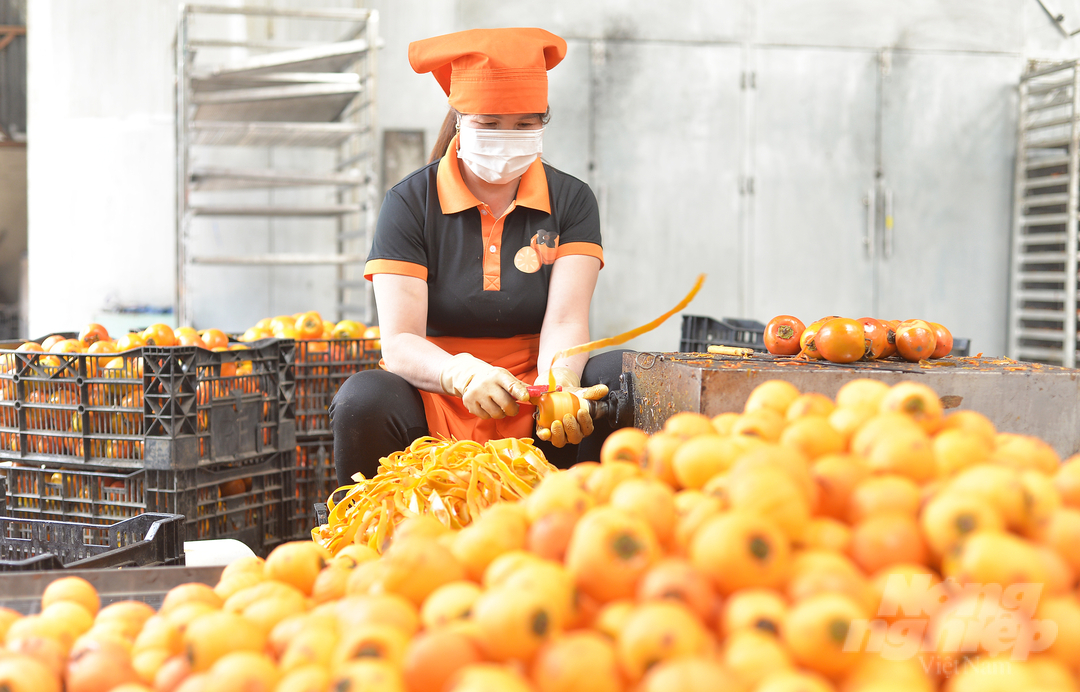 The production of wind-dried persimmons requires meticulousness from harvesting to pre-processing and processing.  Usually gardeners will choose large, beautiful fruits with enough sugar to harvest.