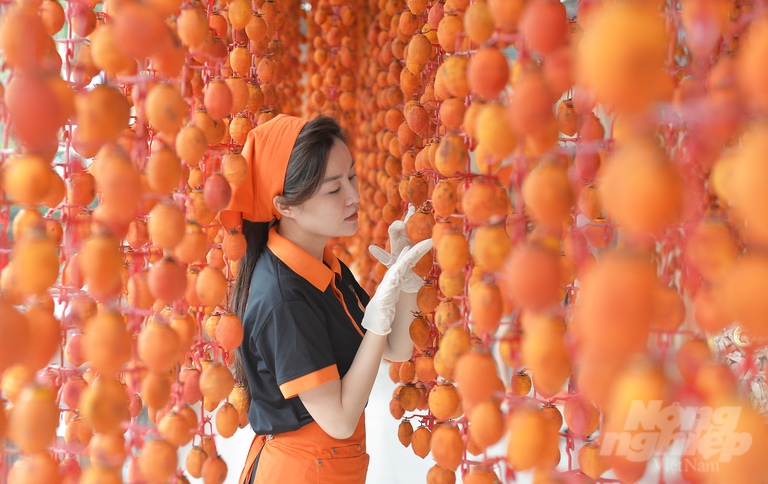"Wind-drying persimmons bring very high economic value, but the risks are not small.  There was a time when persimmons just hung up were affected by storms, causing the fruit to leak honey, fall or ferment, so it had to be discarded.  On rainy and windy days, the damage rate can sometimes be up to 80%," said Ms. Dang Thi Thu Van.