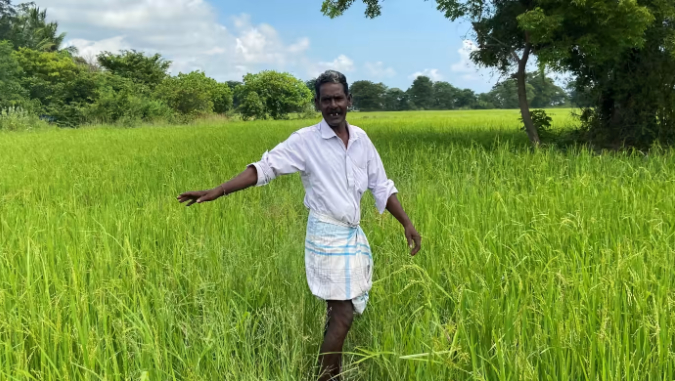 A Sri Lankan farmer gestures to show the ideal height of the plants in his paddy in July, as growers struggle amid the economic crisis and the aftermath of a ban on chemical fertilizers. Photo: Reuters