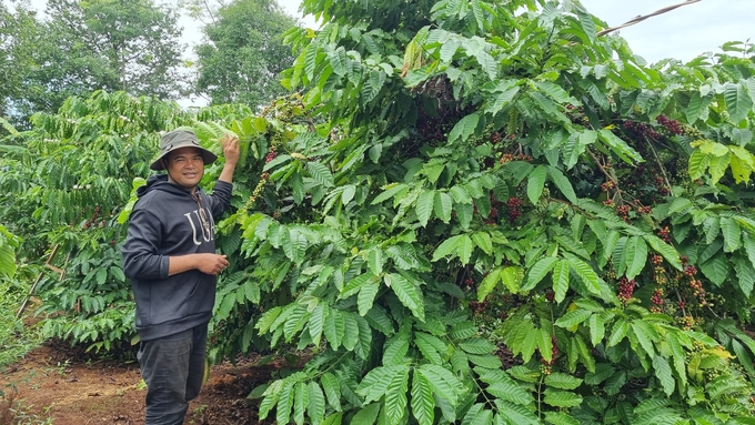 Nhiều người dân ở Gia Lai đã vươn lên làm giàu từ cây cà phê.