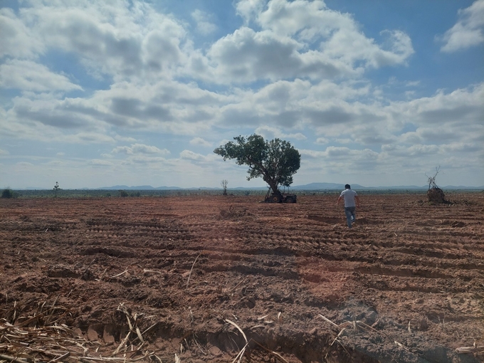 Due to over-cultivation, a large area of land in the Central Highlands has degraded.