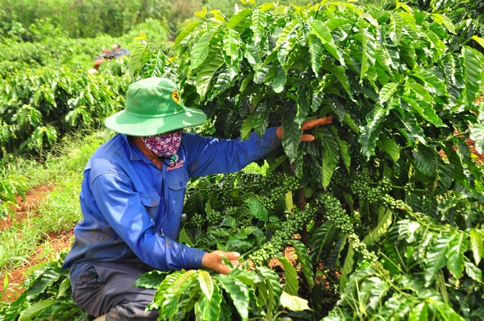 Coffee is a key crop of the Central Highlands, which requires a definite solutions to develop sustainably.