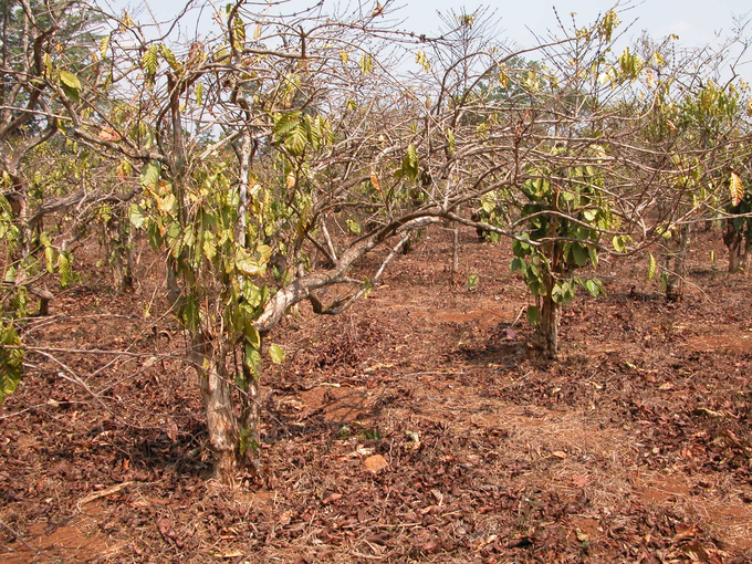 Due to climate change, many coffee production areas in the Central Highlands have been dry in recent years.