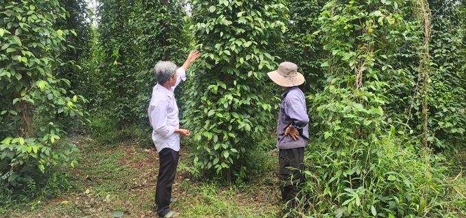 Ông Luân hướng dẫn các thành viên HTX quy trình sản xuất hồ tiêu hữu cơ. Ảnh: Trần Trung.