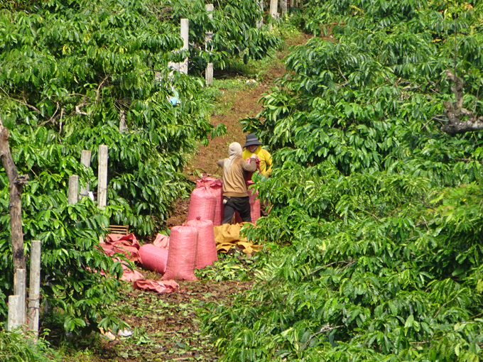Coffee is the main crop of the Central Highlands.