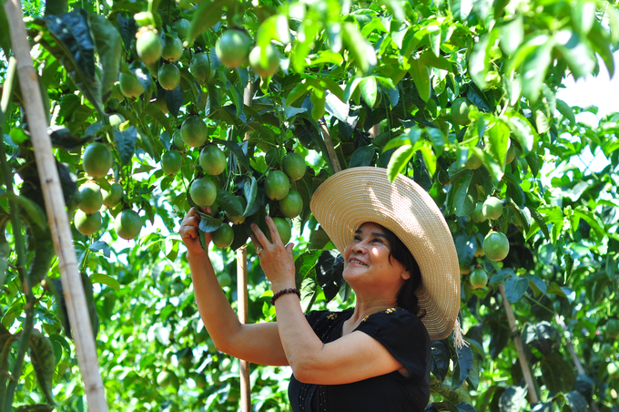 Passion fruit is a strong crop in the Central Highlands, bringing high economic value.