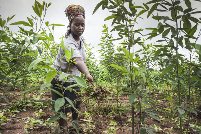 Hunger in Africa continues to rise after many years of decline, threatening the continent's hunger eradication efforts to meet the Malabo Goals 2025 and the 2030 Agenda for Sustainable Development, particularly the Sustainable Development Goal 2 (SDG2).