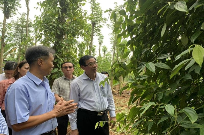 Phó Chủ tịch UBND tỉnh Võ Văn Phi khảo sát các vườn tiêu hữu cơ tại địa phương. Ảnh: MS.