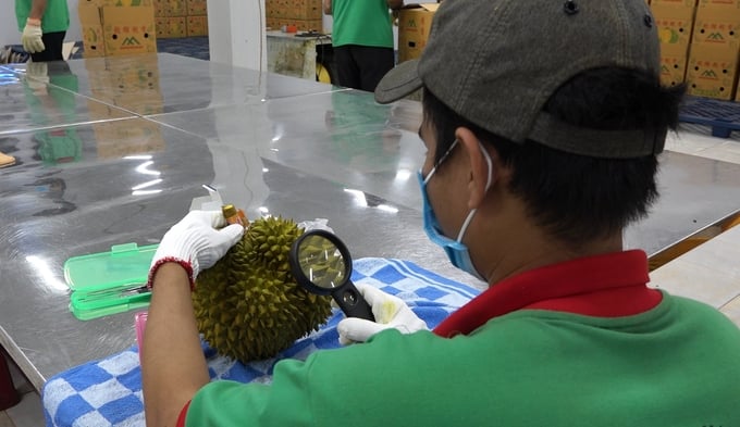 Workers using a magnifying glass to check for harmful microorganisms on durians before packaging for export.