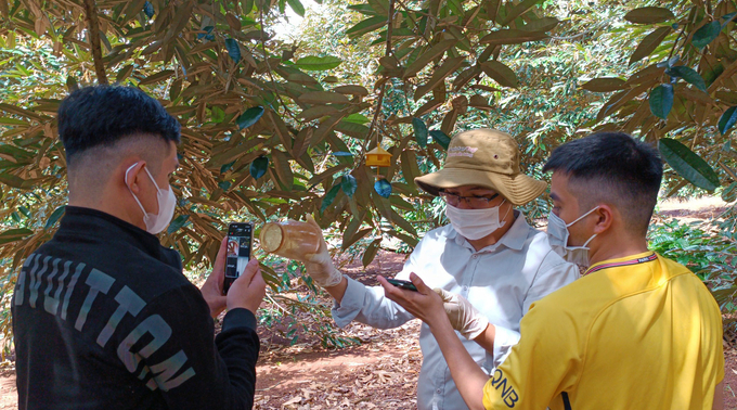 Officers from the General Administration of Customs of China examining the planting area code online in Dak Lak.