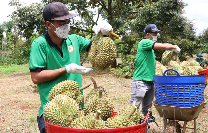The official export of durian helps increase farmers' income considerably.