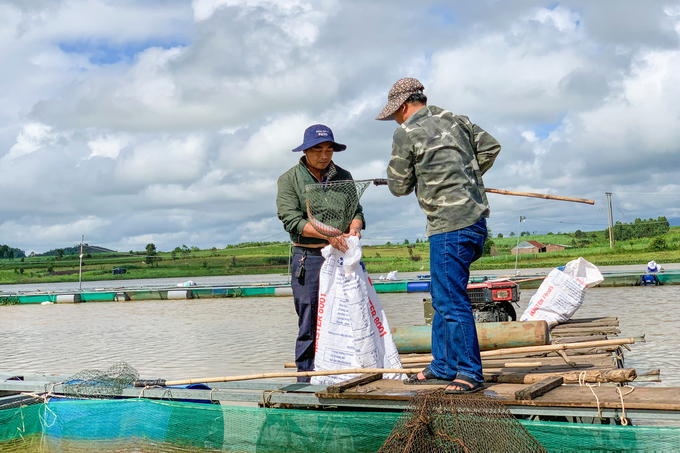 Nhờ chuyển giao tiến bộ kỹ thuật, nhiều người dân đã biết cách chăm sóc cá cho năng suất cao. Ảnh: TA. 