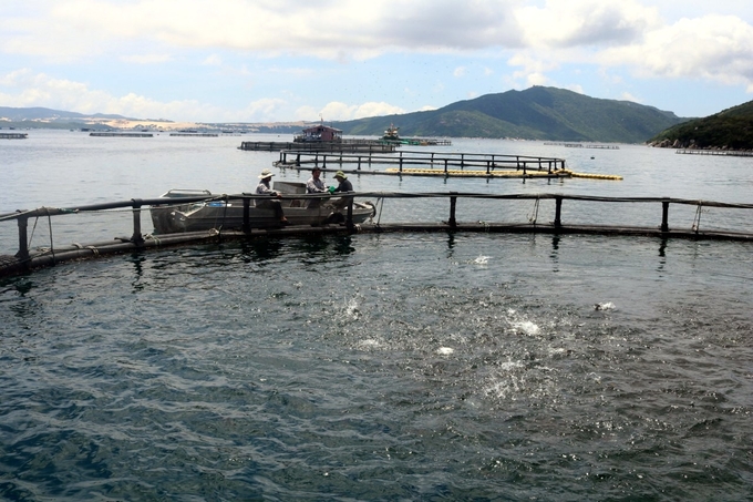 Seed production is a key factor determining the success of marine aquaculture. Photo: KS.