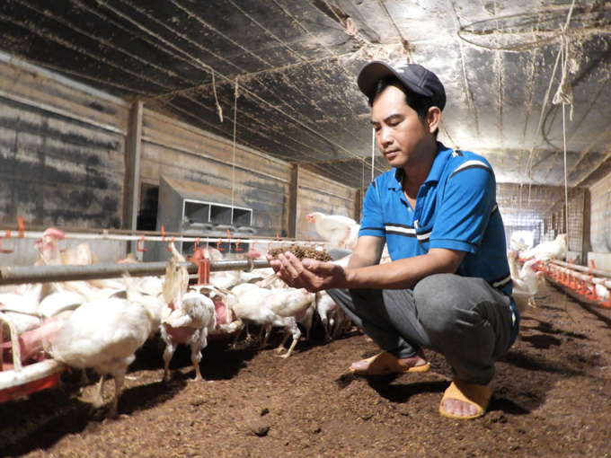 Thanks to raising chickens following organic standards and using biological products, the farm does not emit odors and pollute the environment. Photo: Tran Trung.