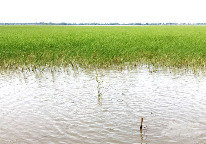 Mô hình ruộng nổi giúp nông dân đối phó lũ lụt