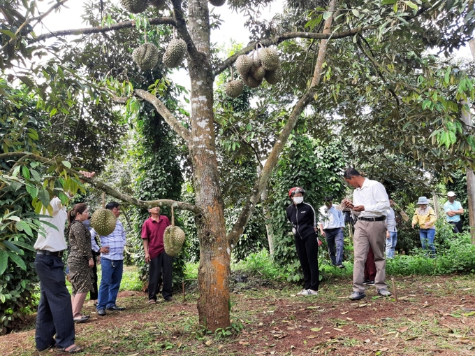 Gia Lai province's functional departments are supporting farmers to build brands and codes for Gia Lai durian growing areas.