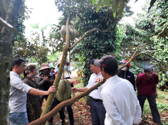 Farmers are currently producing durian following VietGap and organic standards to improve production efficiency.