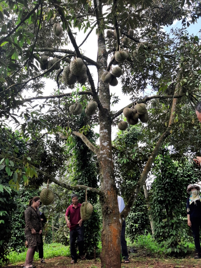 Thanks to the suitable climate and soil conditions, durian yield in Gia Lai is very favorable.