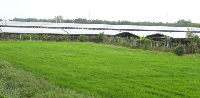 The chicken farm under a solar-powered roof is located in the middle of a flat field, owned by Ms. Tran Thi Hanh in Thanh Long border commune, Tay Ninh province. Photo: Tran Trung.