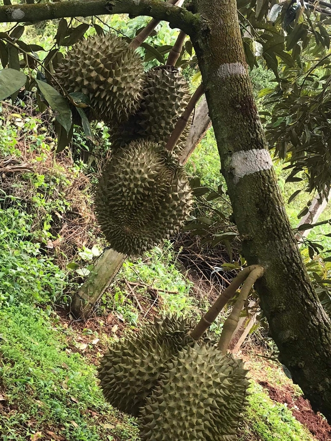 Gia Lai durian has been assessed to be of premium quality