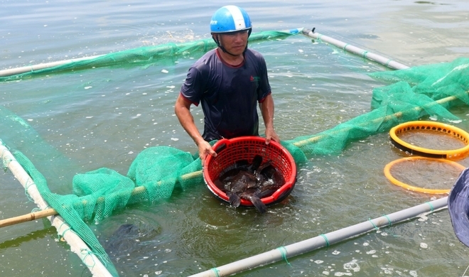 Cá mú trân châu hiện đã soán ngôi dành phần nuôi nhiều so với các loài cá mú khác đã nuôi trước đây. Ảnh: KS.