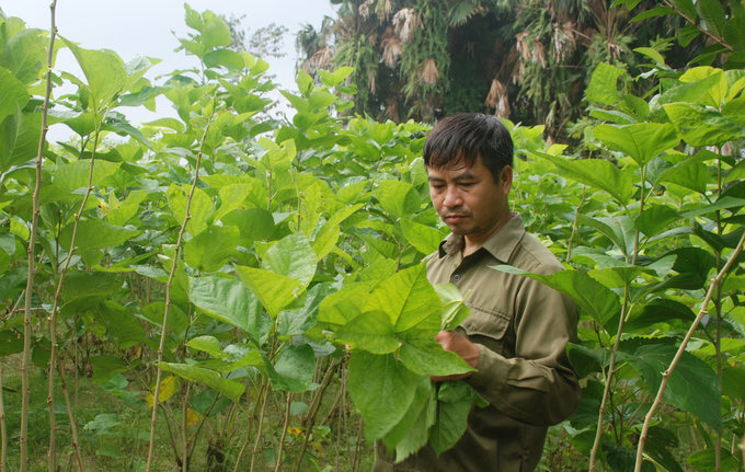 Nhờ giá trị kinh tế cao, nông dân Trấn Yên đã chuyển nhiều diện tích đất nông nghiệp sang trồng dâu, nuôi tằm. Ảnh: Nguyễn Tuấn Anh.