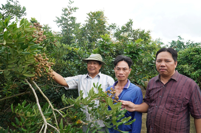 Seeing the advantages of fruit gardens, many farmers in An Loc Hamlet have developed agritourism. Photo: Kim Anh.
