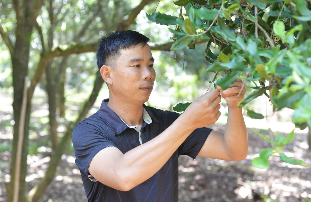 Nhờ liên kết sản xuất mắc ca, gia đình ông Lê Văn Yên ở huyện Lâm Hà (Lâm Đồng) có nguồn thu nhập ổn định. Ảnh: Minh Hậu.