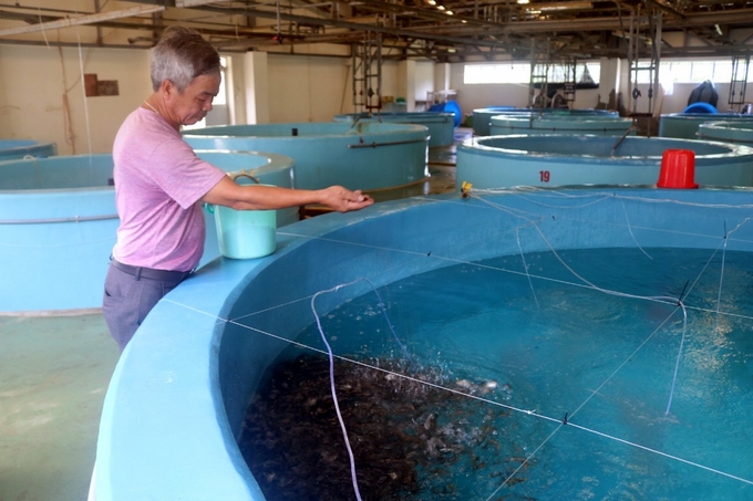 Nha Trang Marine Aquaculture Research and Development Center has mastered the technology of producing various aquatic seeds for marine aquaculture. Photo: KS.