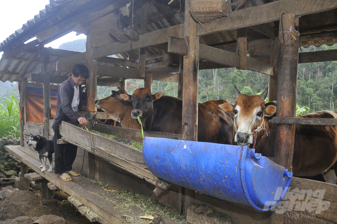 Tỉnh Hà Giang có hơn 3.500 con trâu bò được hỗ trợ phí bảo hiểm. Ảnh: Đào Thanh.