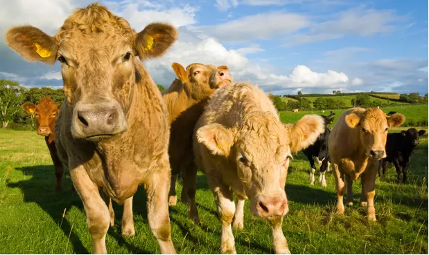 Methane is the second biggest contributor to global heating after CO2 with most of Europe’s methane emissions coming from livestock. Photo: Bernard O’Kane/Alamy