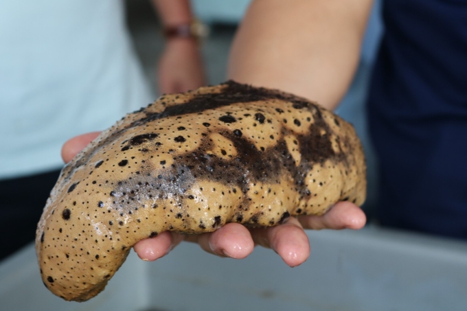 Breast sea cucumber. Photo: KS.