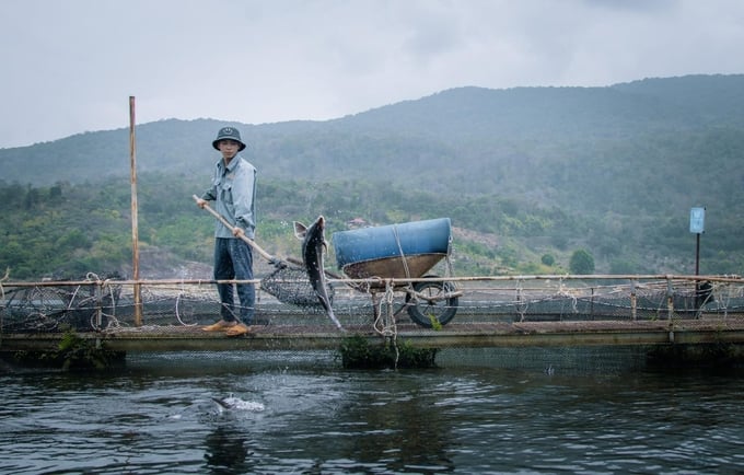 Việt Nam có nhiều tiểu vùng khí hậu và có điều kiện thuận lợi phát triển các giống cá nước lạnh. Ảnh: PH.