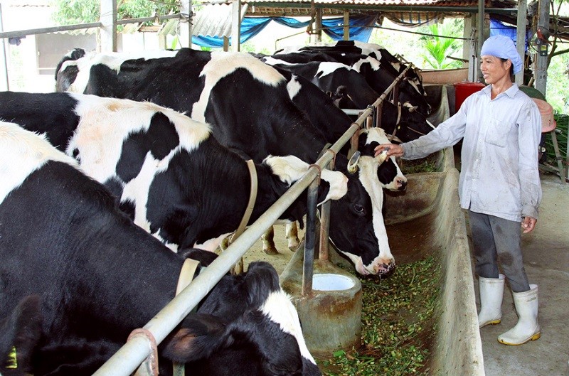 The seminar organised by Nông thôn ngày nay (Countryside Today) newspaper focused on specific solutions for varieties and farming processes for farmers.