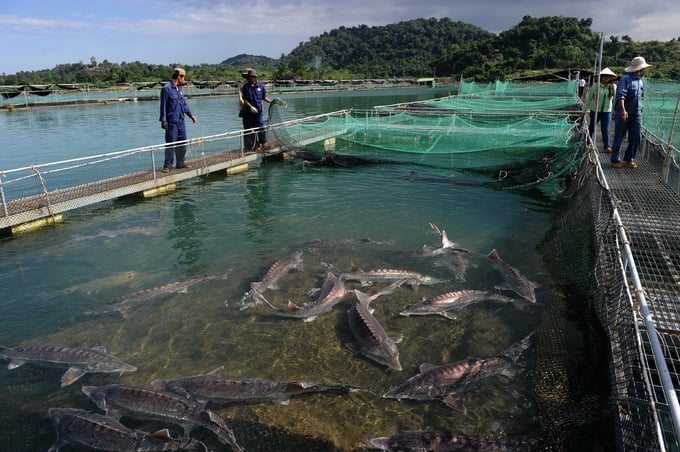 Việt Nam đã hoàn toàn làm chủ được công nghệ sản xuất các giống cá nước lạnh. Ảnh: PH.