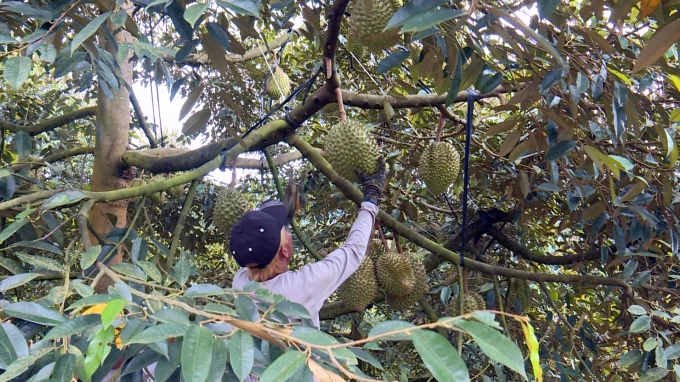 Khi nông dân tham gia chuỗi liên kết, Cty Vạn Hòa sẽ hỗ trợ nông dân xây dựng mã số vùng trồng. Ảnh: KS.